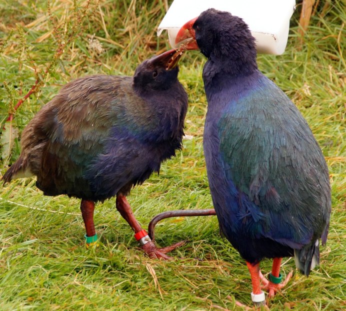 Бескрылая султанка птица