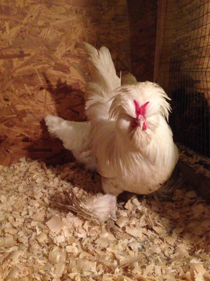 Порода кур султанка
