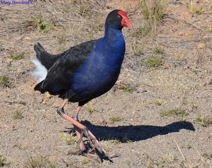 Кучинские Поляны