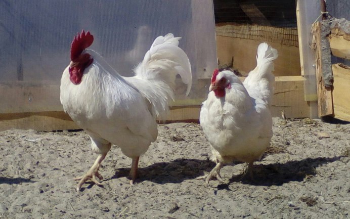 Такахе, бескрылая султанка