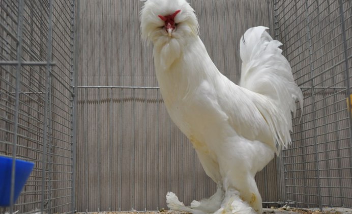 Астра Уайт куры