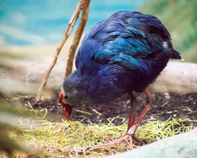 Турецкая султанка куры