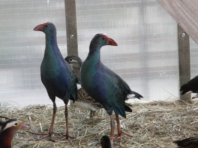 Белая Курочка чика