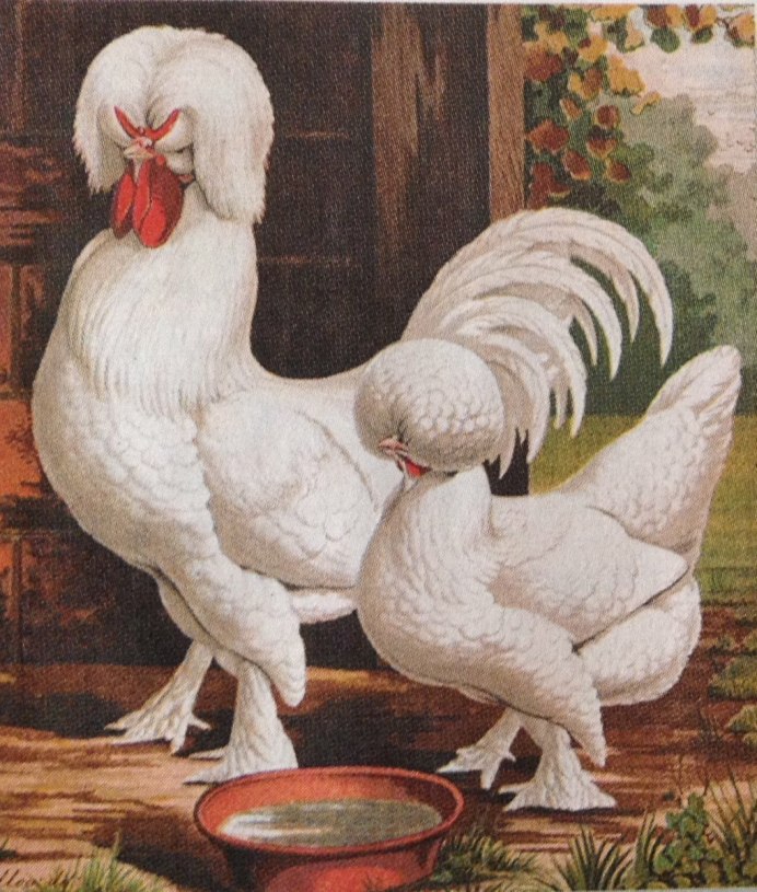 Золотистая Курочка