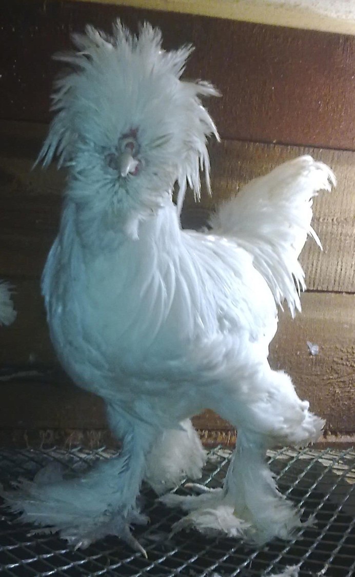 Яйца султанки