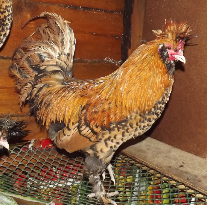 Султанка куры