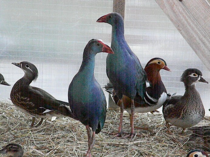 Рябушка куры