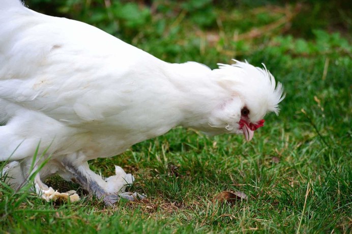 Турецкая султанка куры