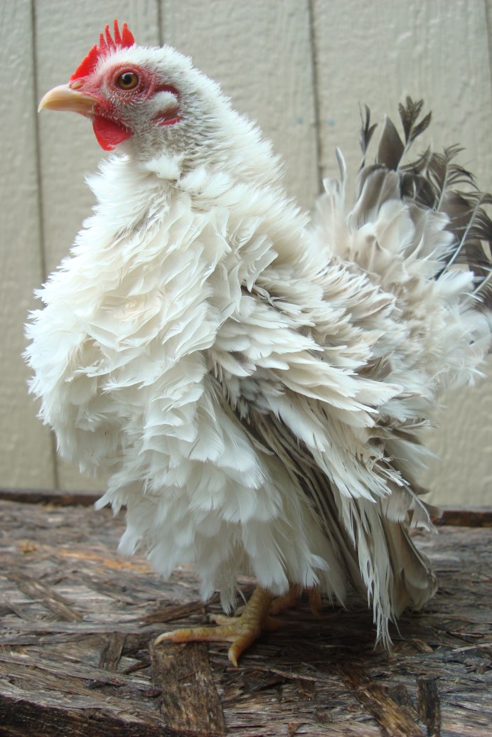 Петухи турецкая султанка