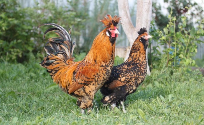 Выкур курей