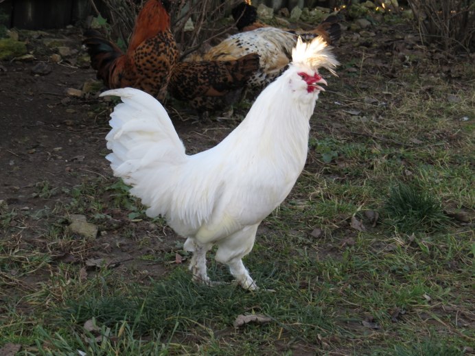 Порода кур султанка