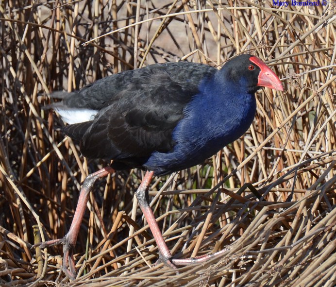 Порода кур султанка