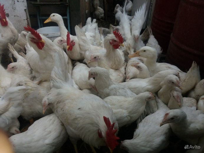 Генофонд Сергиев Посад