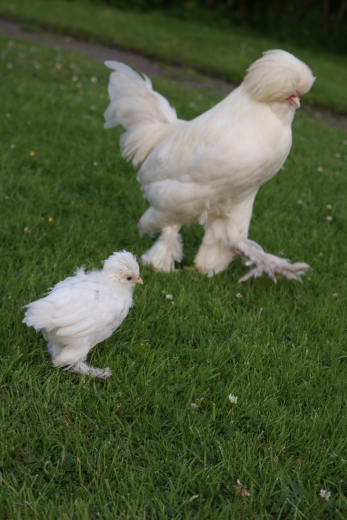 Куры породы султанка