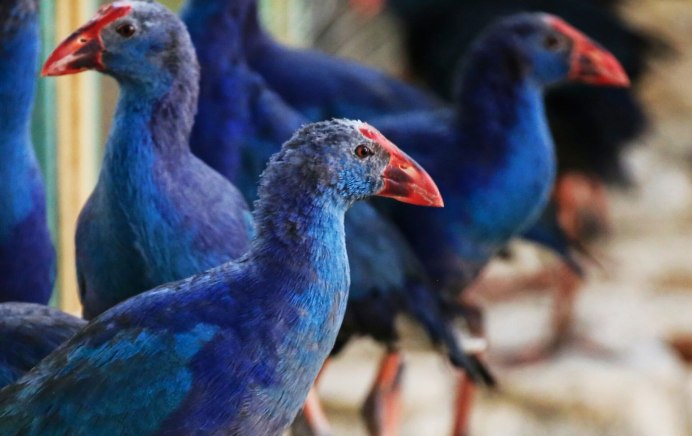 Порода кур султанка