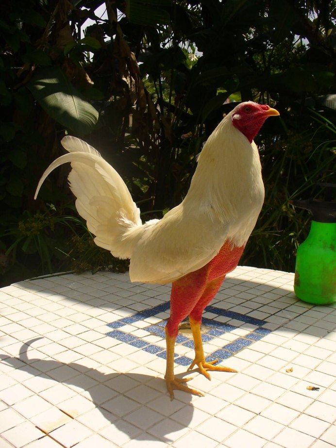 Султанка птица