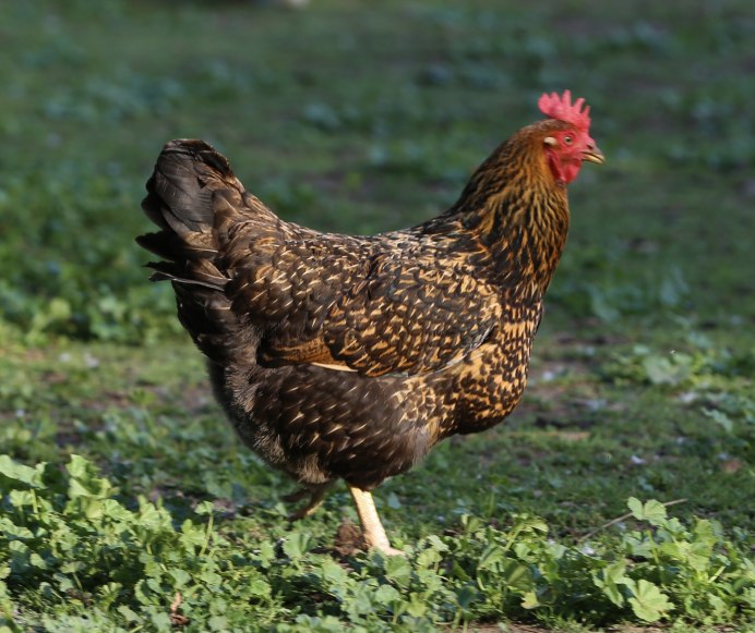 Порода кур султанка