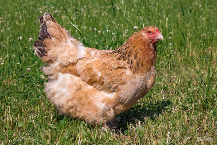 Куры породы турецкая султанка