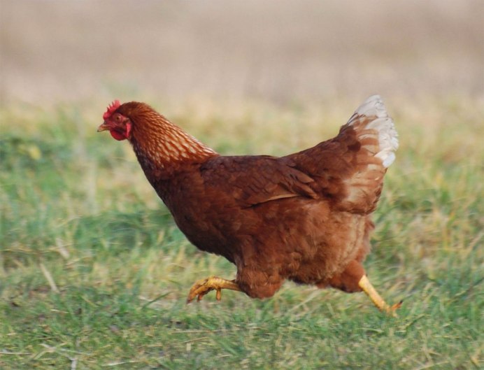 Султанка (Porphyrio poliocephalus)