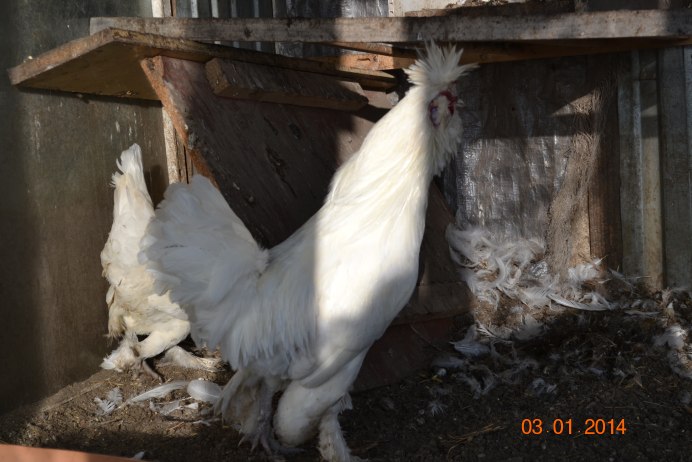 Петух султанка