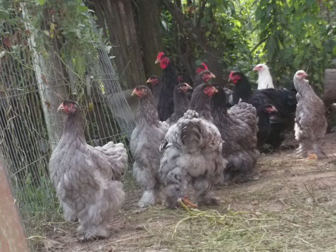 Турецкая султанка