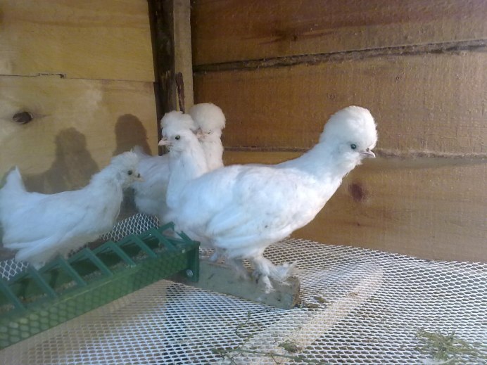 Султанка куры