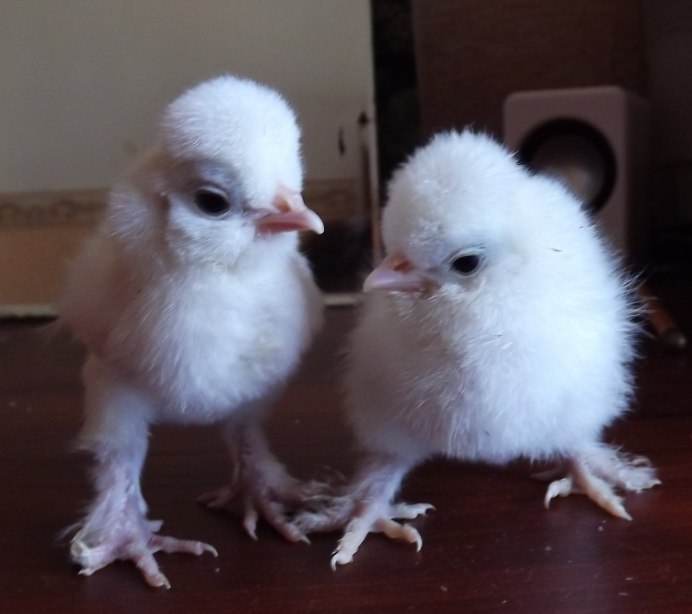 Султанка Павловская