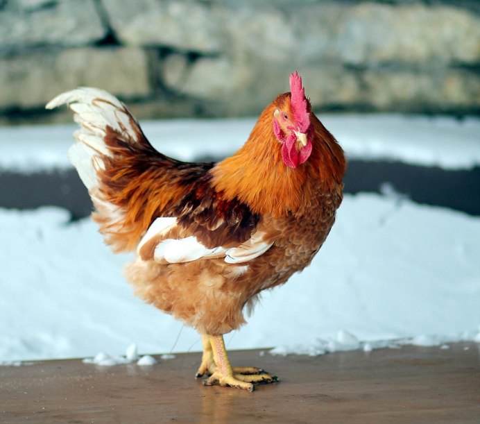 Порода кур султанка