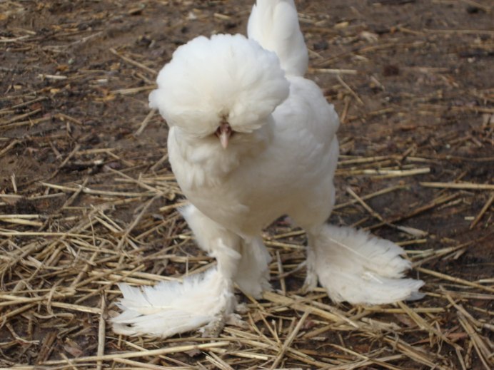 Курочка султанка