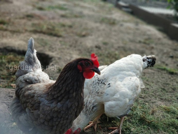 Курица породы султанка