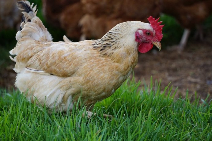 Астра Уайт куры