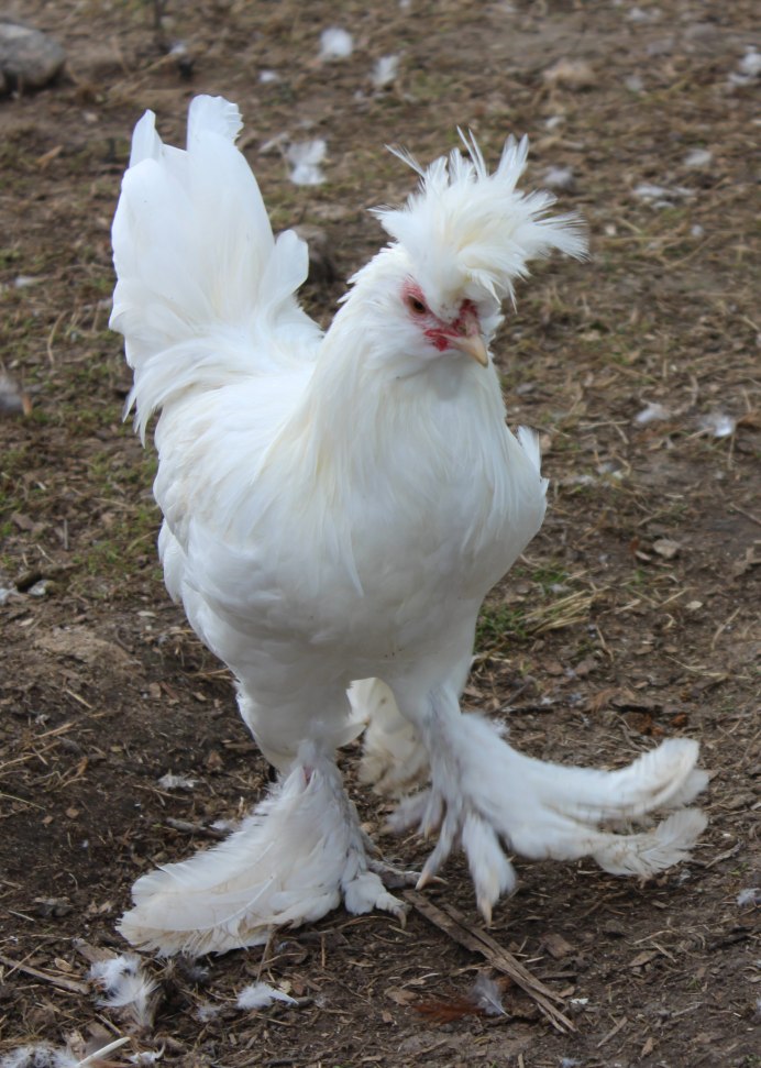 Порода кур султанка