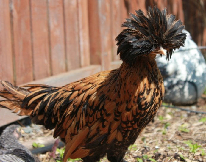 Куры падуан