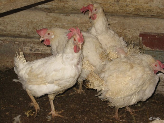 Курочка моя