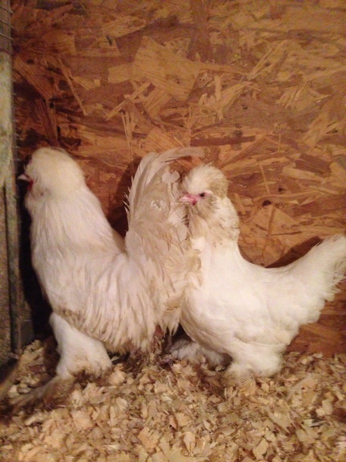 Кохинхин серый