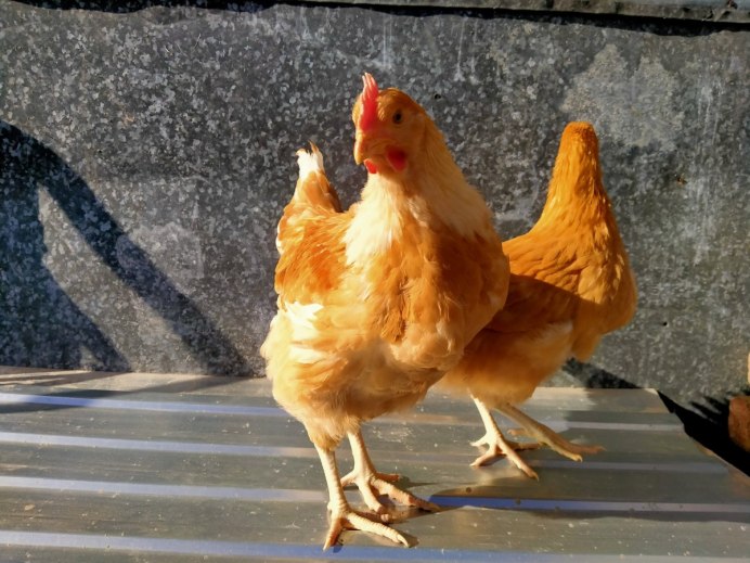 Турецкая султанка куры