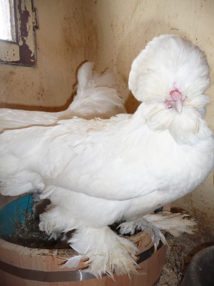 Султанка куры