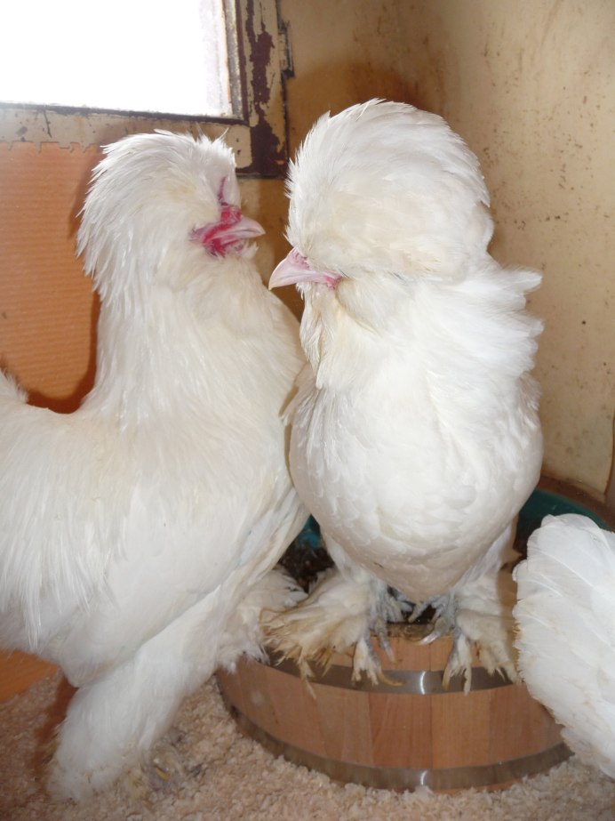 Турецкая султанка куры