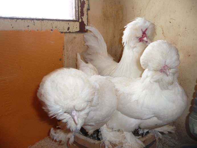 Лысые куры