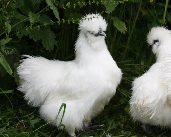Султанка (Porphyrio poliocephalus)