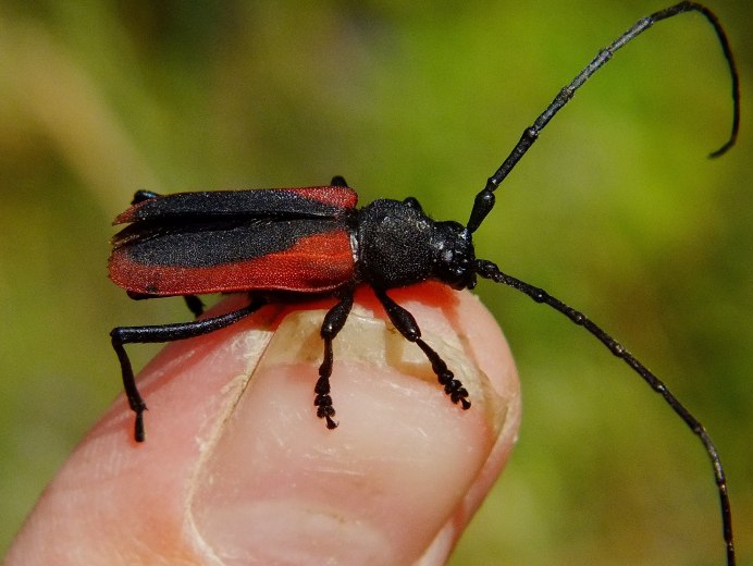 Клоп-солдатик – Pyrrhocoris apterus