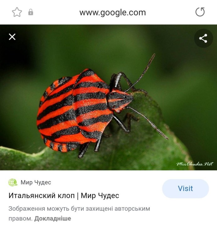 Жук клоп солдатик коричневый