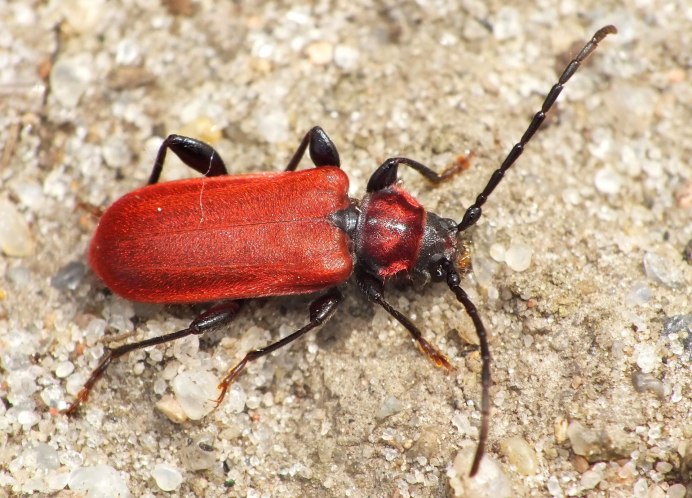 Клоп-солдатик Pyrrhocoris