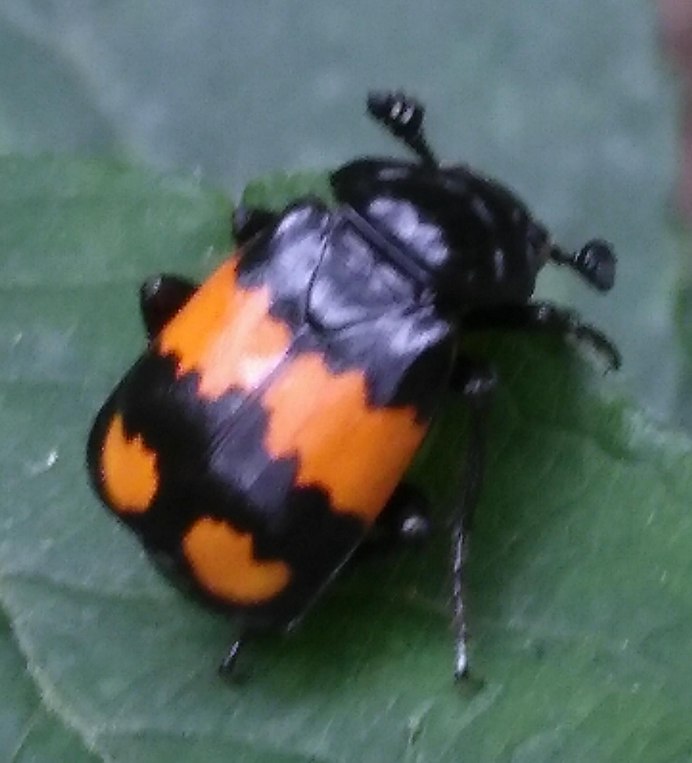 Клоп-солдатик Pyrrhocoris
