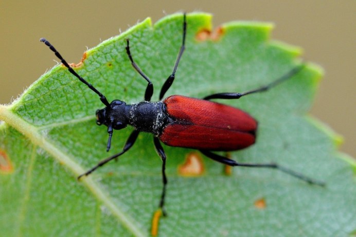 Клоп-солдатик – Pyrrhocoris apterus