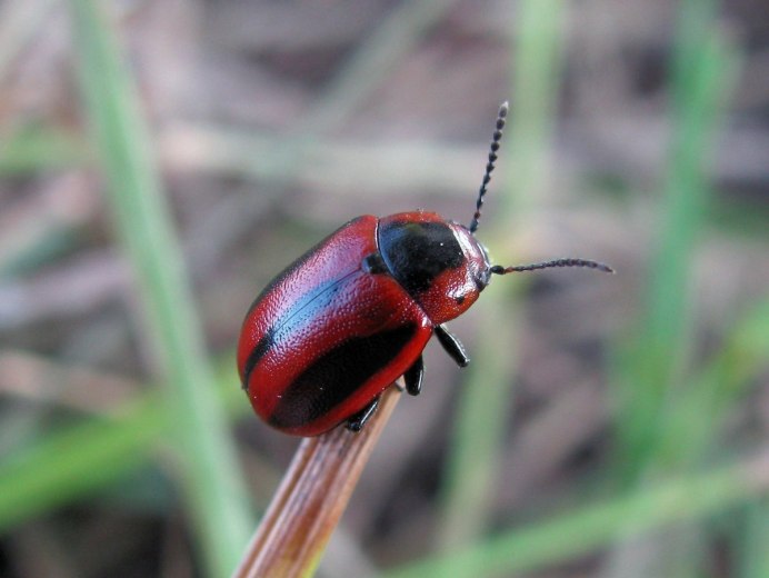 Клоп-солдатик – Pyrrhocoris apterus
