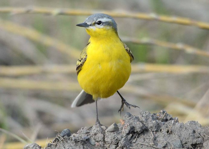 Птица с желтой грудкой