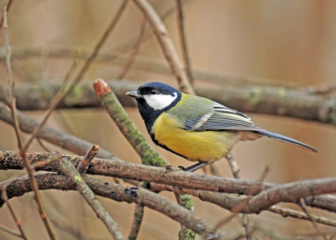 Жёлтая трясогузка (Motacilla Flava). Птицы Сибири