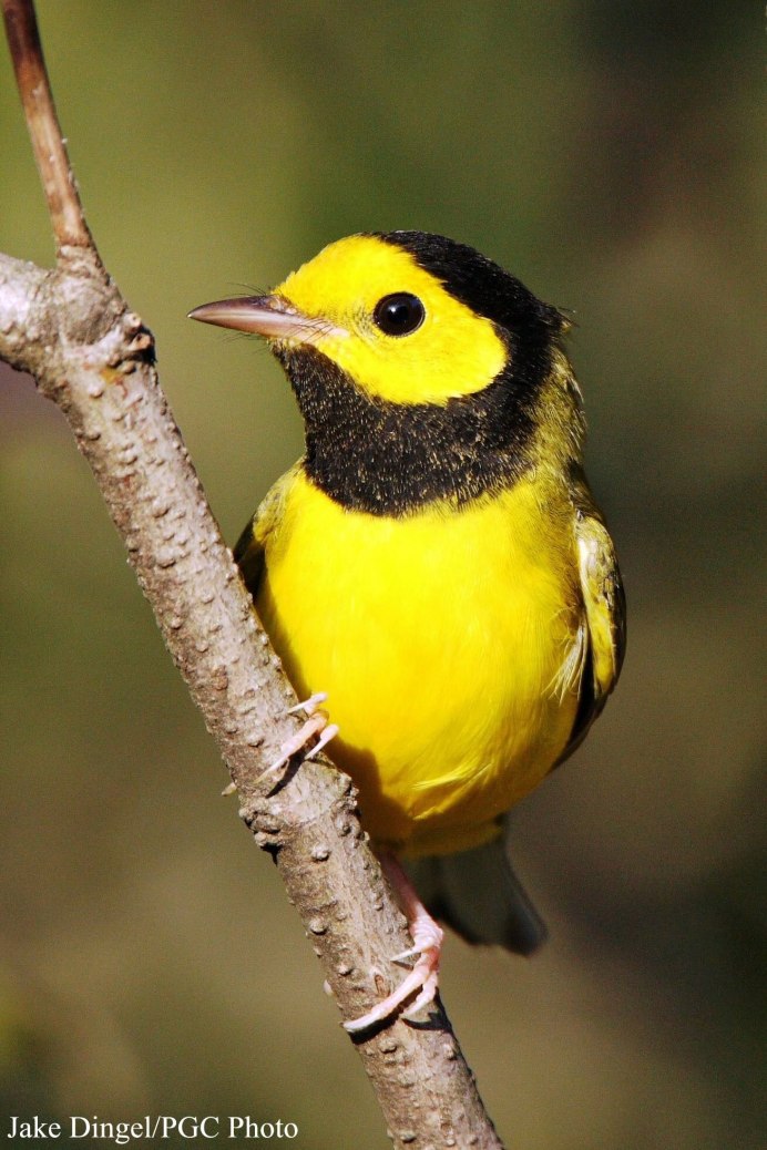 Певчая птичка желтого цвета