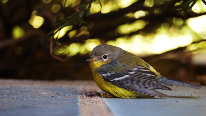 Желтые птички